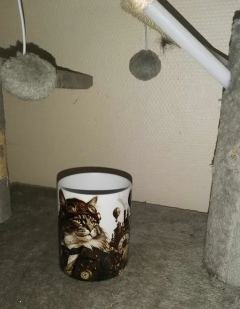 Photo client - Mug Maine Coon Explorateur – Univers Animaux Steampunk