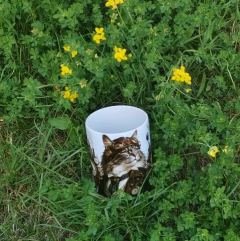 Photo client - Mug Maine Coon Explorateur – Univers Animaux Steampunk